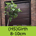 Brown Turkey fig tree 8 to 10 cm girth